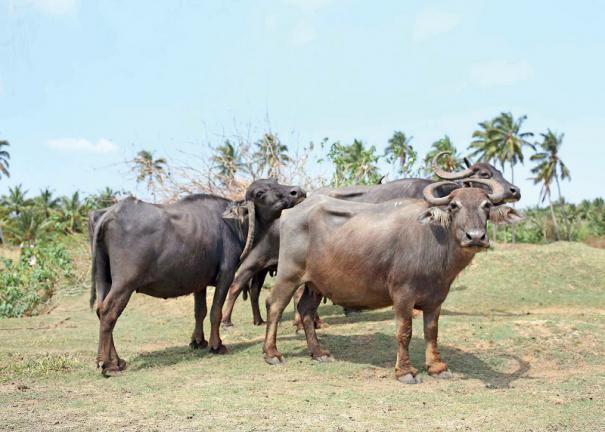 சட்டவிரோதமாக எருமை மாடுகளை கடத்திச் சென்ற மூவர் கைது!