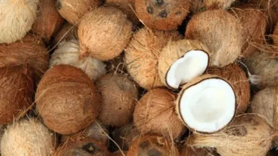 தேங்காயின் விலை அதிகரிப்பு!