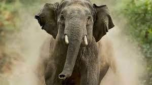 காட்டு காட்டு, யானையின், தாக்குதல், ஒருவர்