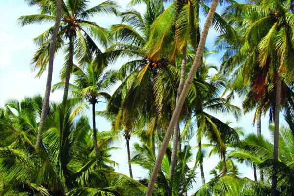 தெங்கு பாதிக்கப்பட்டுள்ள தெங்கு பயிர்ச் செய்கை