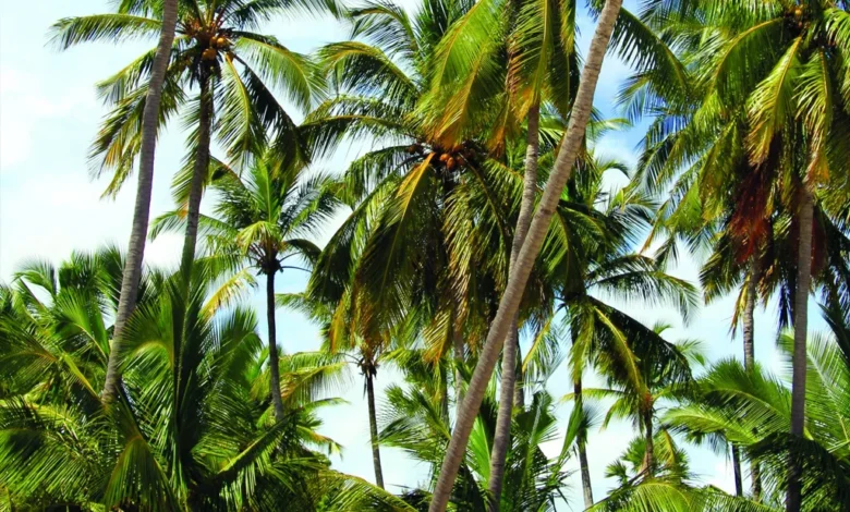 பாதிக்கப்பட்டுள்ள தெங்கு பயிர்ச் செய்கை
